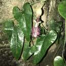 Image of Aristolochia odora Steud.