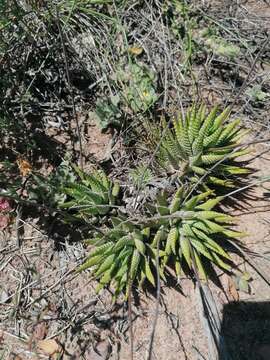 Image of Haworthiopsis fasciata (Willd.) G. D. Rowley