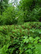 Image of Actaea elata var. elata