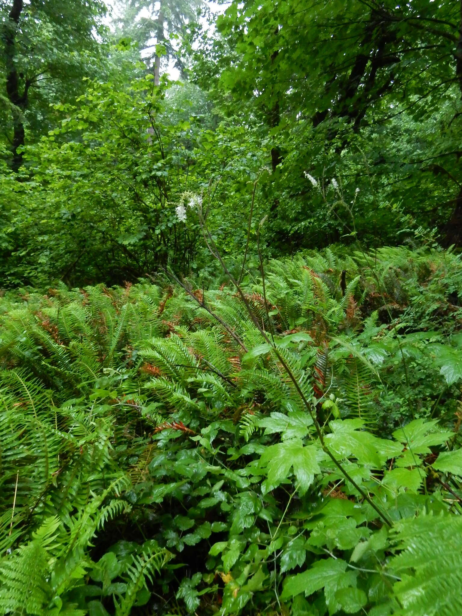 Image of Actaea elata var. elata