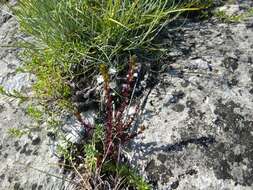 Sivun Euphrasia pectinata subsp. pectinata kuva