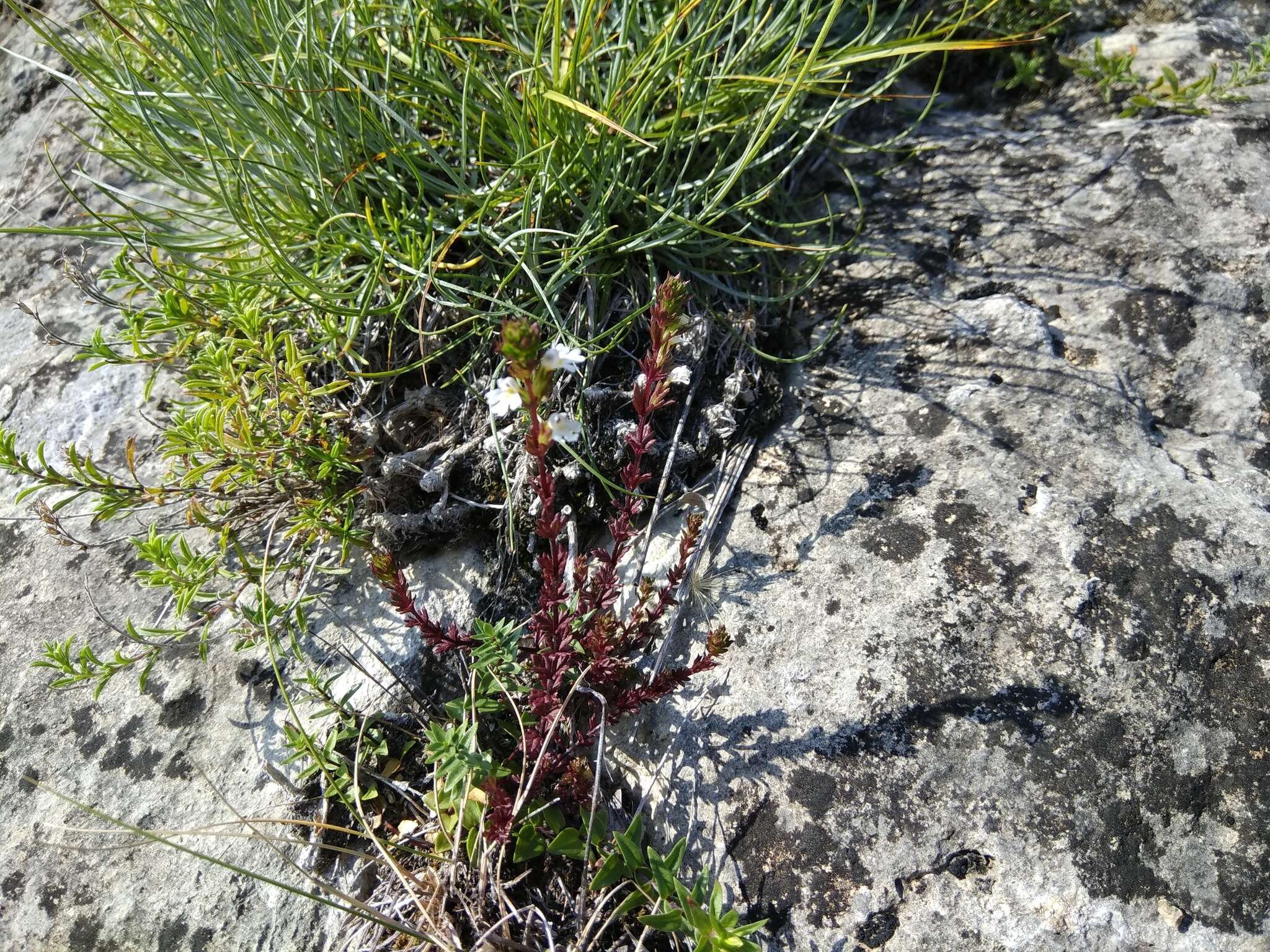 Imagem de Euphrasia pectinata subsp. pectinata