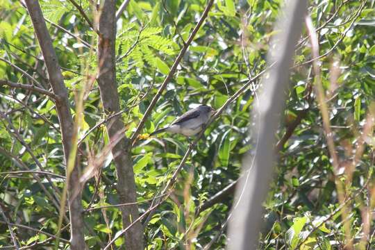 Image of Grey Pileated Finch