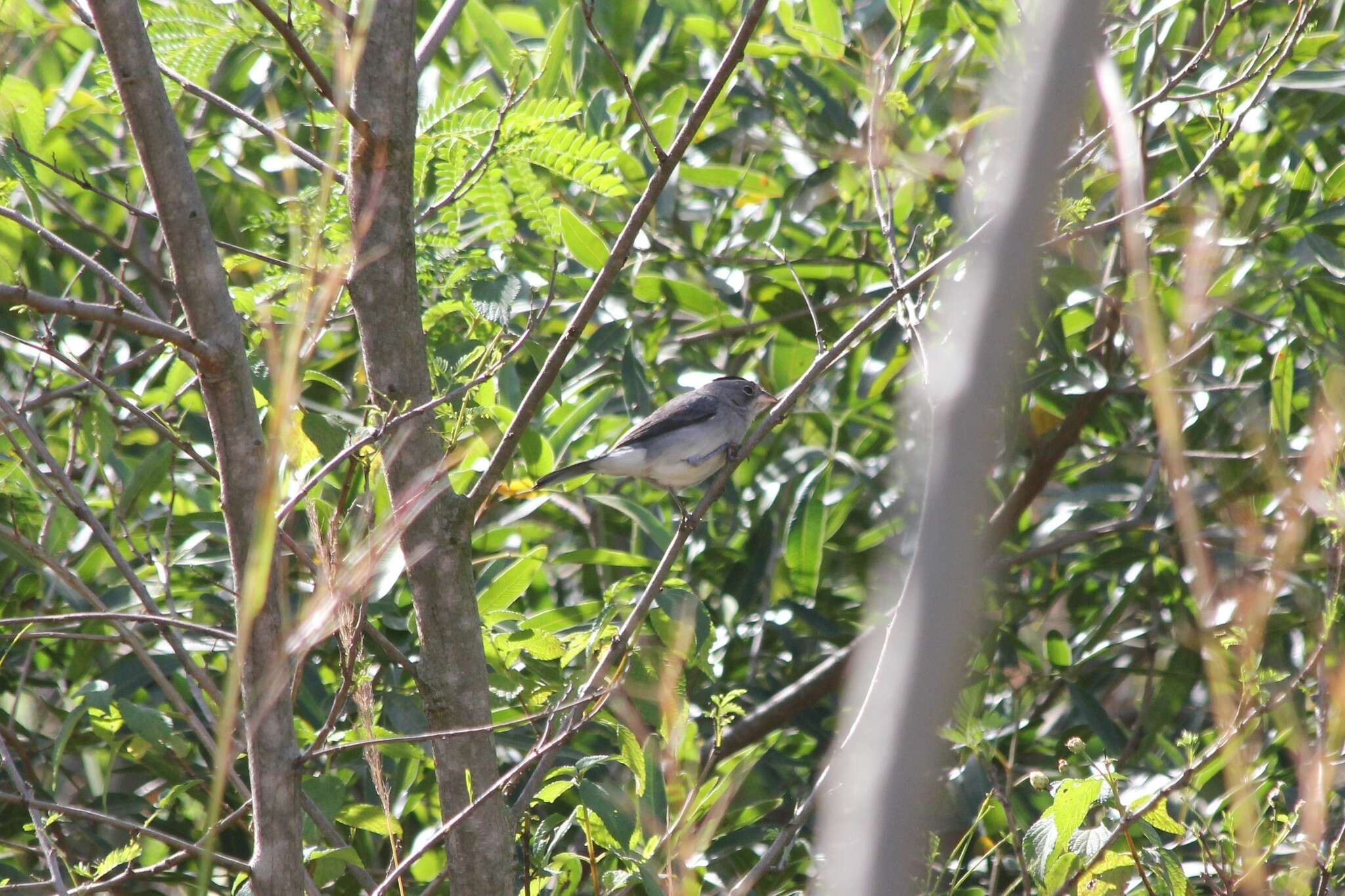 صورة Coryphospingus pileatus (Wied-Neuwied 1821)