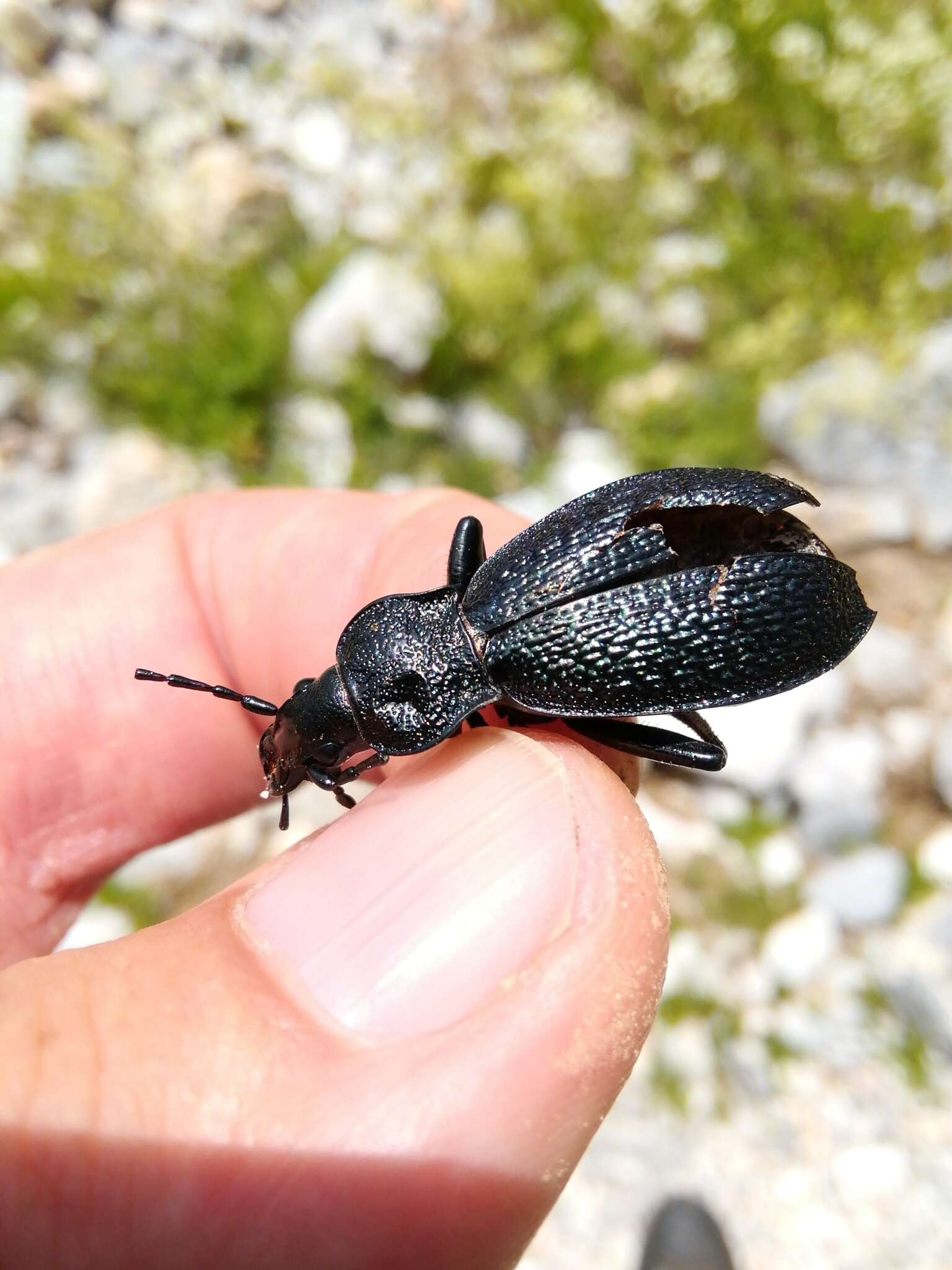 Image of Carabus (Megodontus) croaticus Dejean 1826