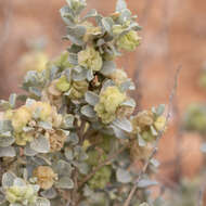 Image de Atriplex vesicaria Heward ex Benth.