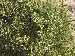 Image of Tetraena coccinea (L.) Beier & Thulin