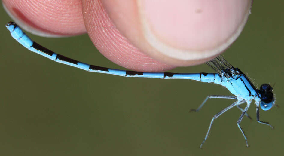 Image of Alkali Bluet