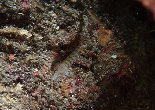 Image of Kolombatovic's Goby