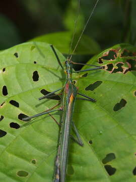 Image of Parastratocles multilineatus (Rehn & J. A. G. 1904)