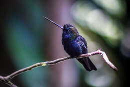 Doryfera johannae johannae (Bourcier 1847) resmi