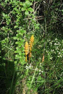 Imagem de Orobanche rubi Duby