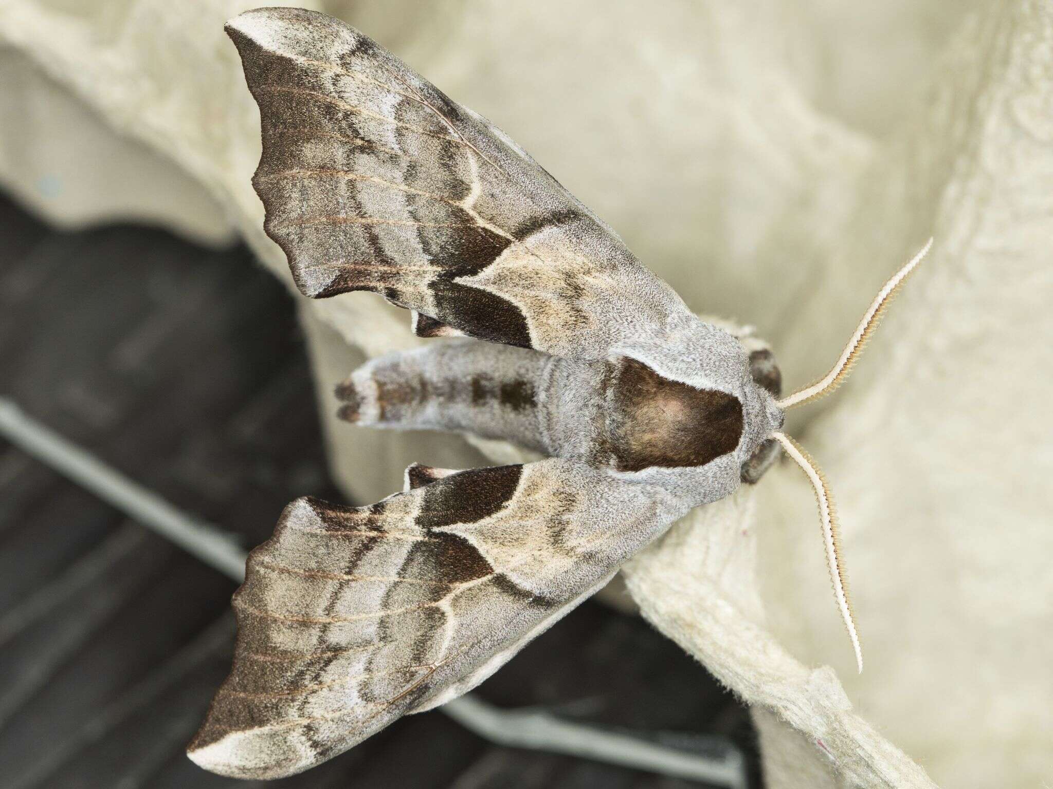 Image de Smerinthus ophthalmica Boisduval 1855