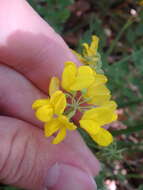 Plancia ëd Coronilla coronata L.