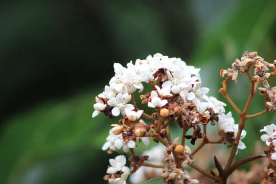 Image of Nectandra oppositifolia Nees & Mart. ex Nees