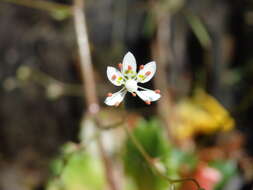 Plancia ëd Micranthes clusii subsp. lepismigena (Planellas) Gornall