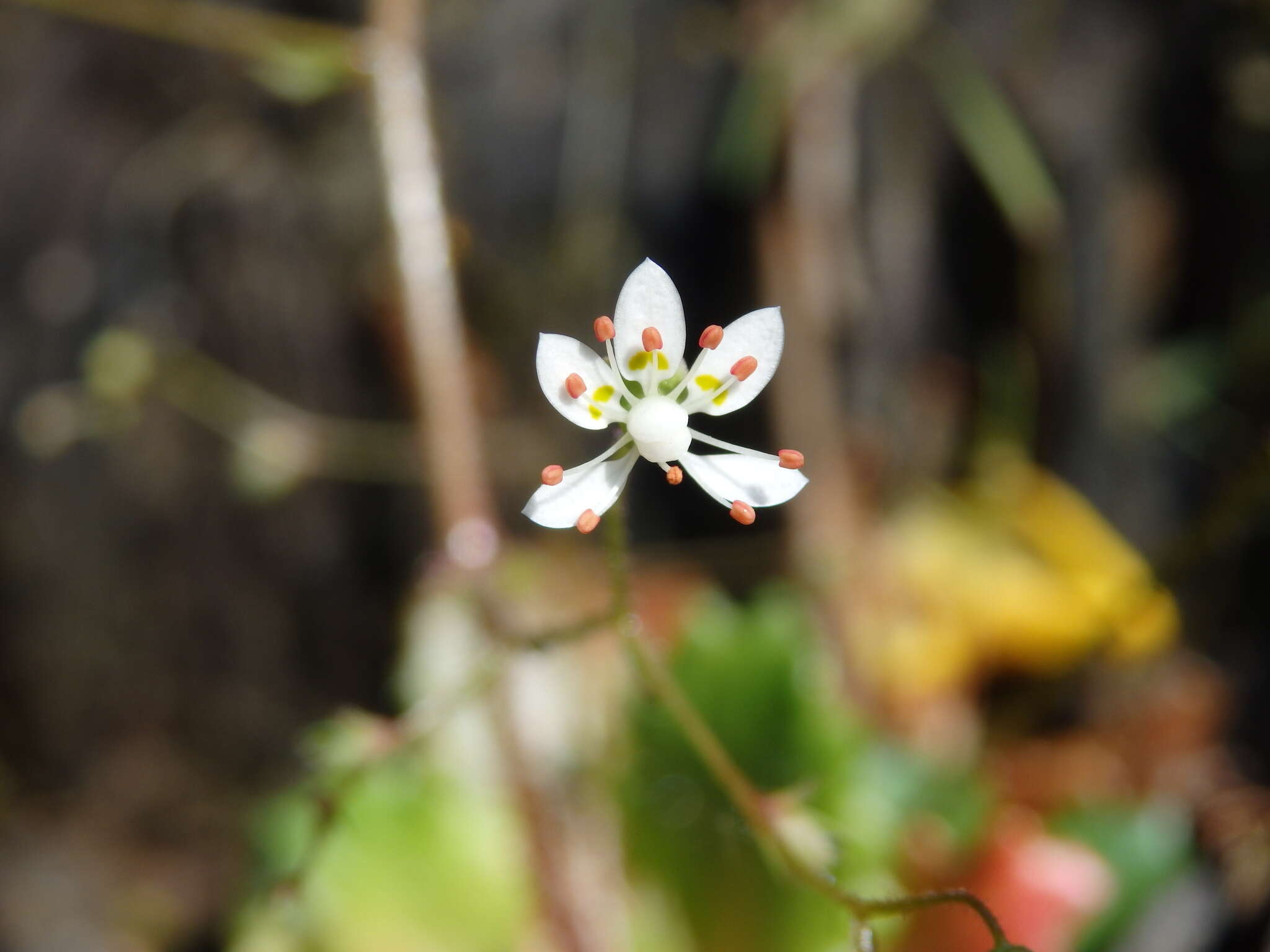 Plancia ëd Micranthes clusii subsp. lepismigena (Planellas) Gornall