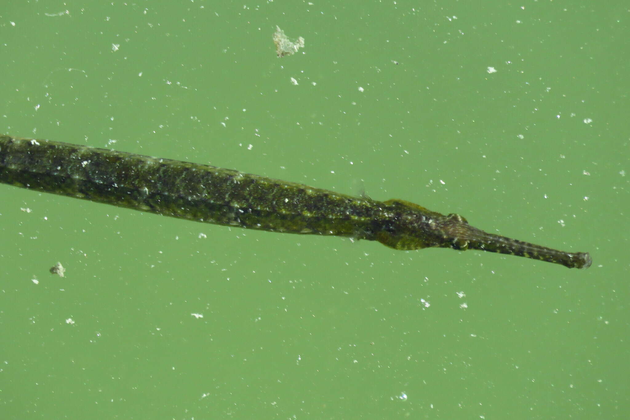 Image of Dusky pipefish