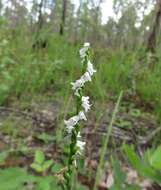 Слика од Spiranthes tuberosa Raf.