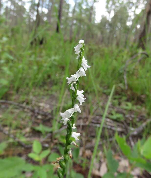 Imagem de Spiranthes tuberosa Raf.