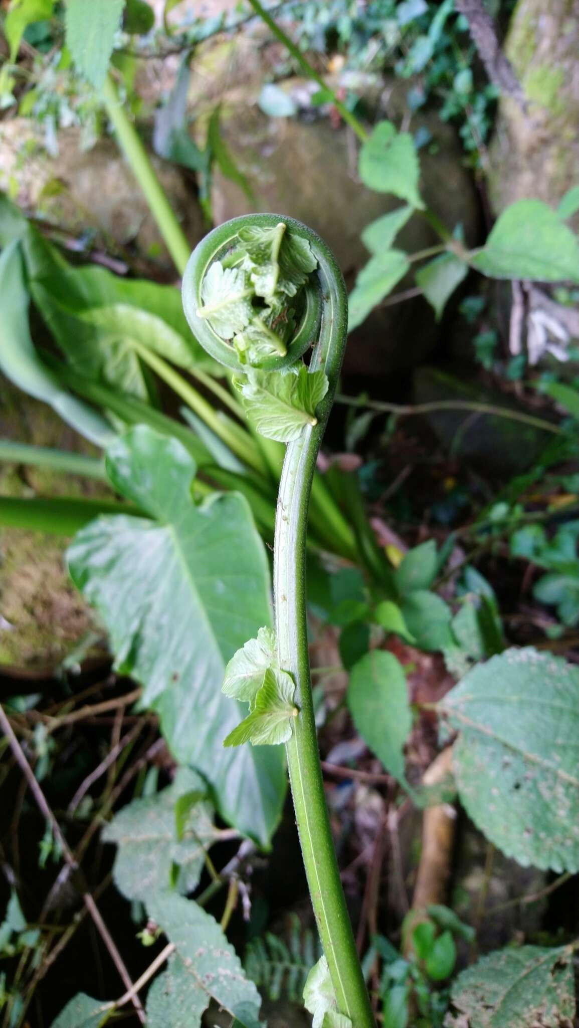 Image of Reholttumia truncata (Poir.) S. E. Fawc. & A. R. Sm.