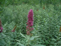 Image of <i>Spiraea</i> × <i>pallidiflora</i> Zabel