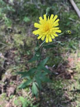 Image of smooth hawkweed