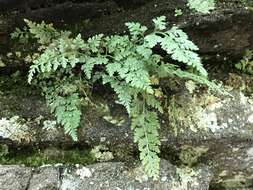 Imagem de Asplenium montanum Willd.