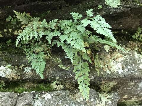 Imagem de Asplenium montanum Willd.