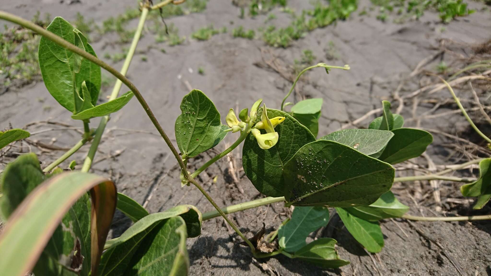 Image of notched cowpea