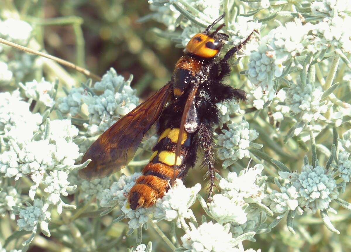 Image de Megascolia maculata (Drury 1773)