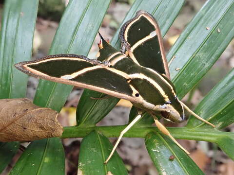 Image de Cizara ardeniae (Lewin 1805)