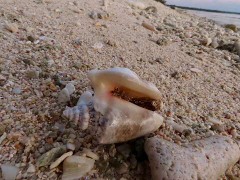 Image of Hawk-wing conch