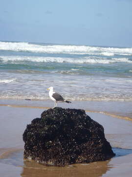 Larus dominicanus vetula Bruch 1855的圖片