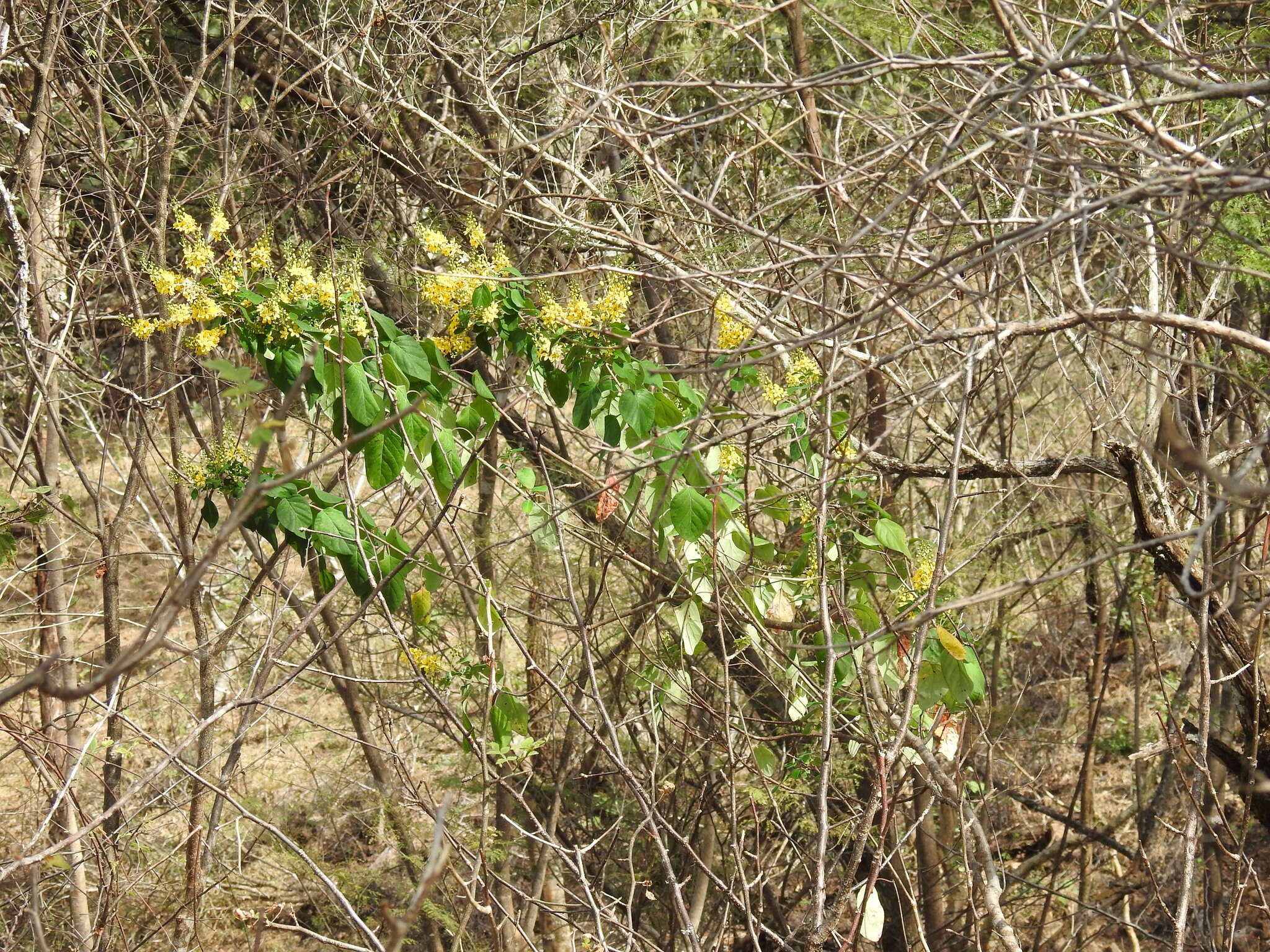 Image of Galphimia floribunda C. E. Anderson