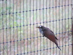 Image of Yellow-billed Cuckoo