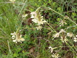 Image de Silene saxatilis Sims