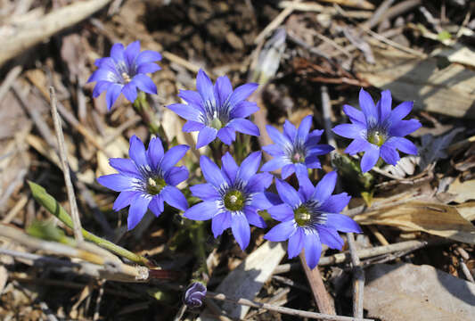 صورة Gentiana thunbergii var. thunbergii