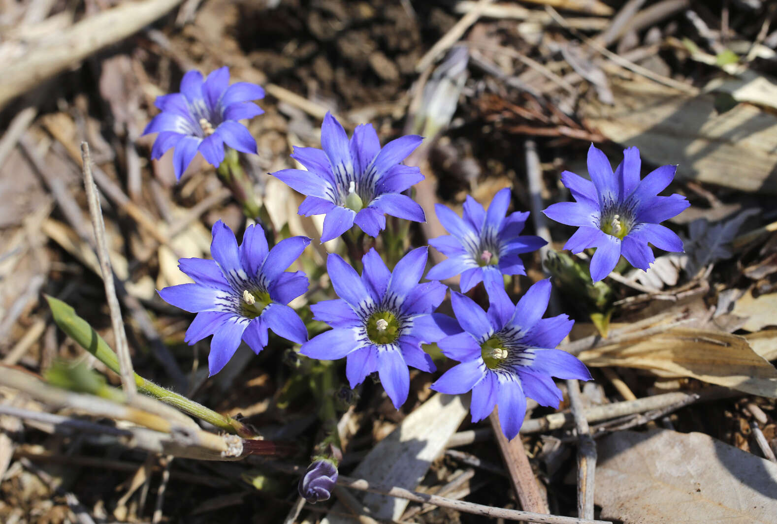 Image of Gentiana thunbergii var. thunbergii