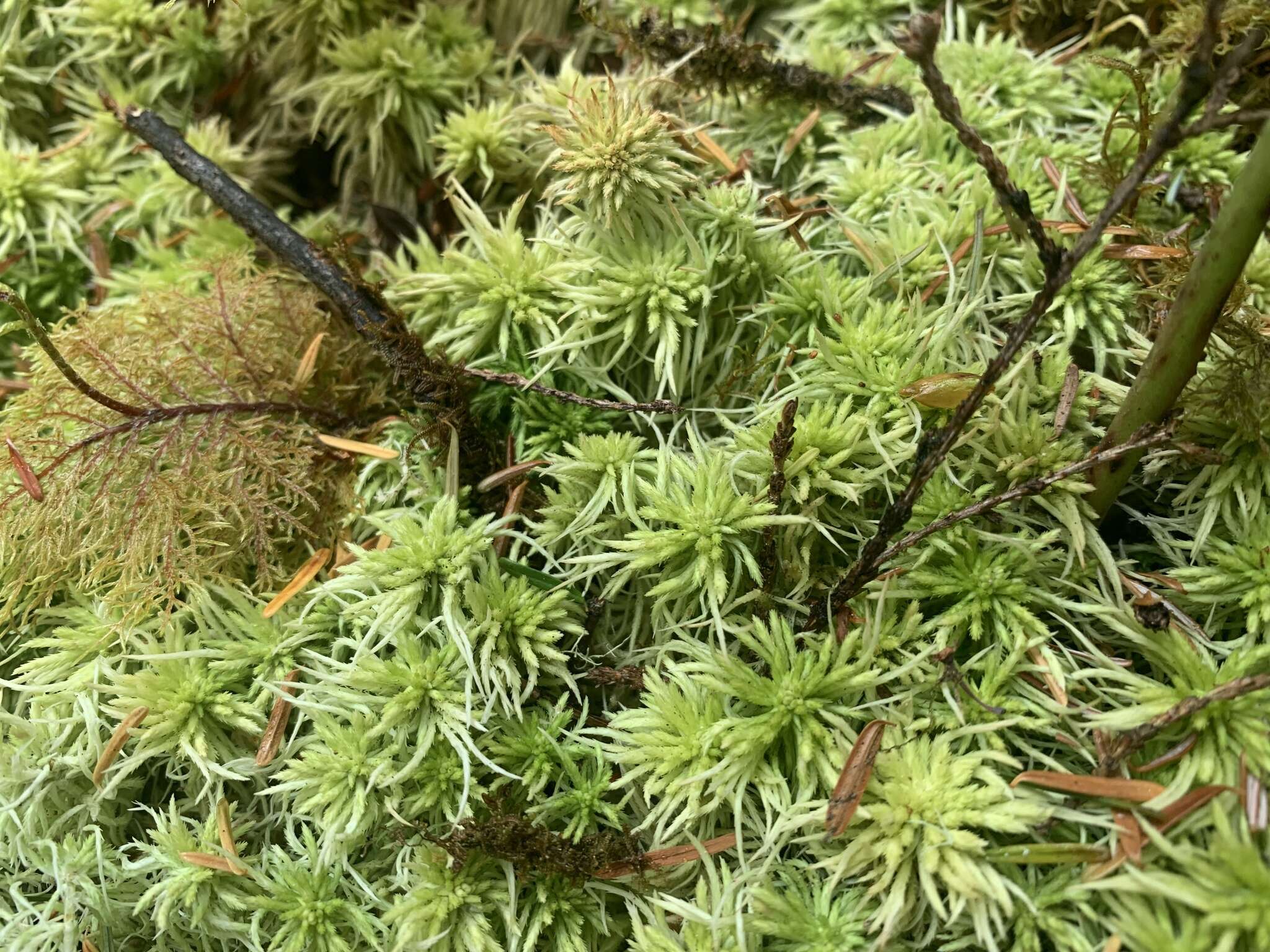 Imagem de Sphagnum rubiginosum Flatberg 1993