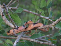 Image of Common Tiger Snake