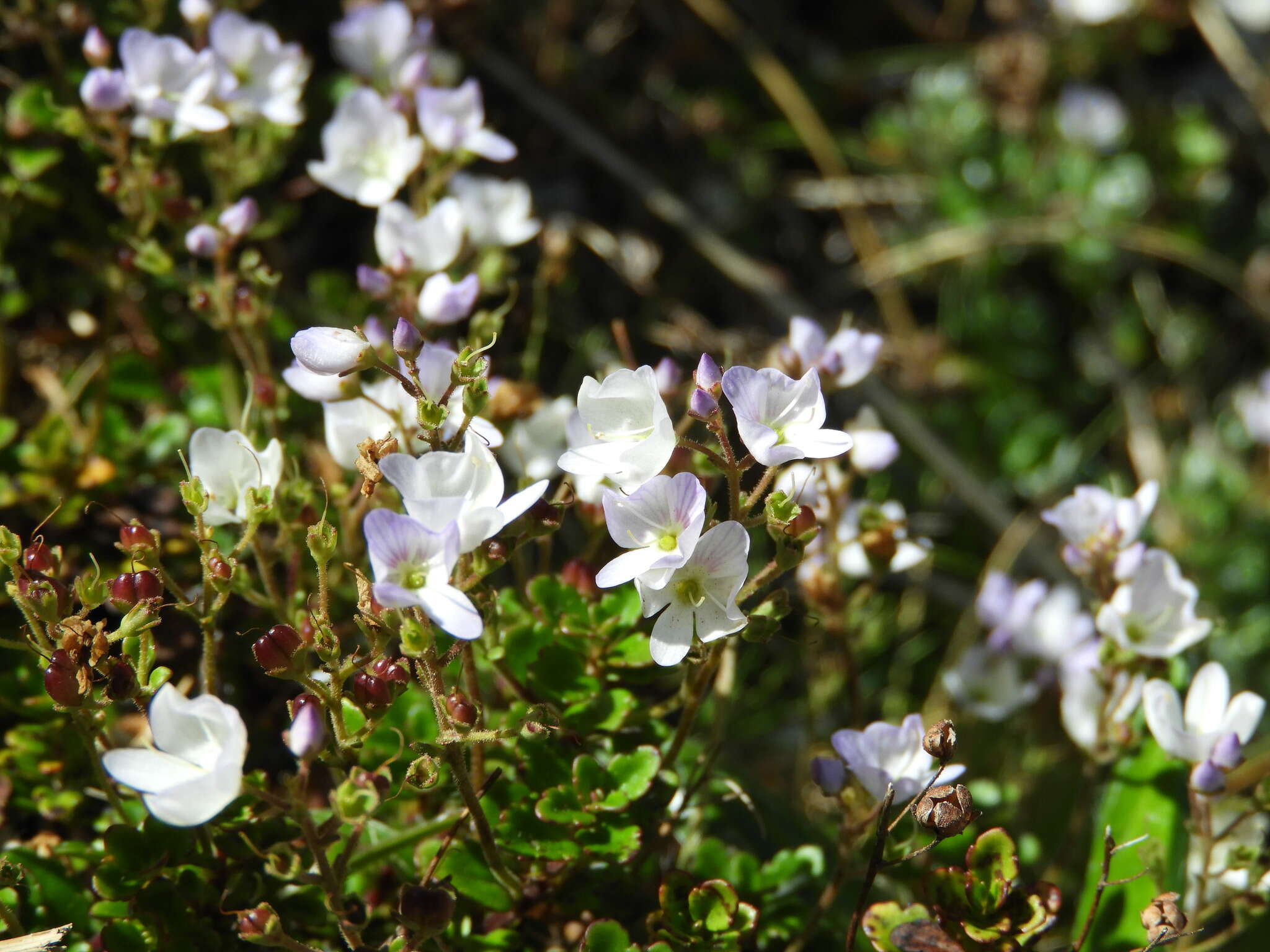 Image de Veronica hookeriana Walp.