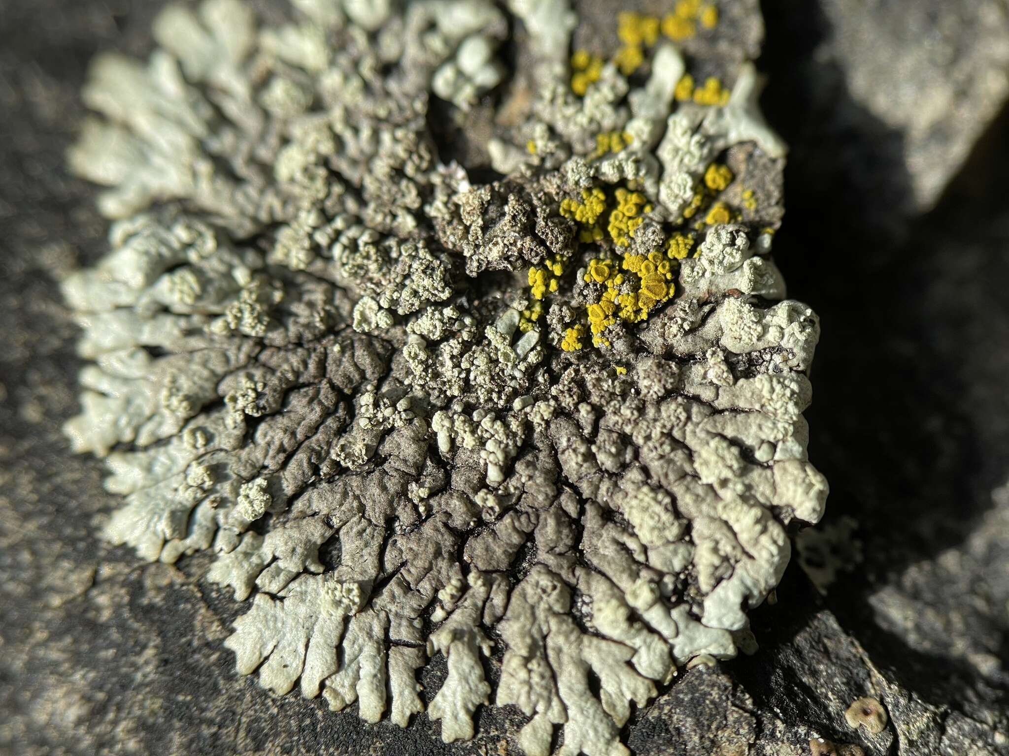 Image of Mougeot's xanthoparmelia lichen