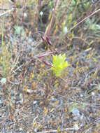 Plancia ëd Orthocarpus barbatus J. S. Cotton