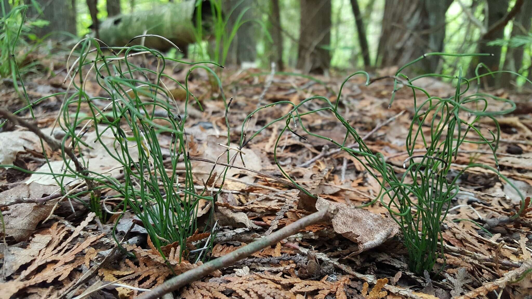 Image of Delicate Horsetail