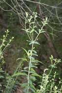 Image of false flowering spurge