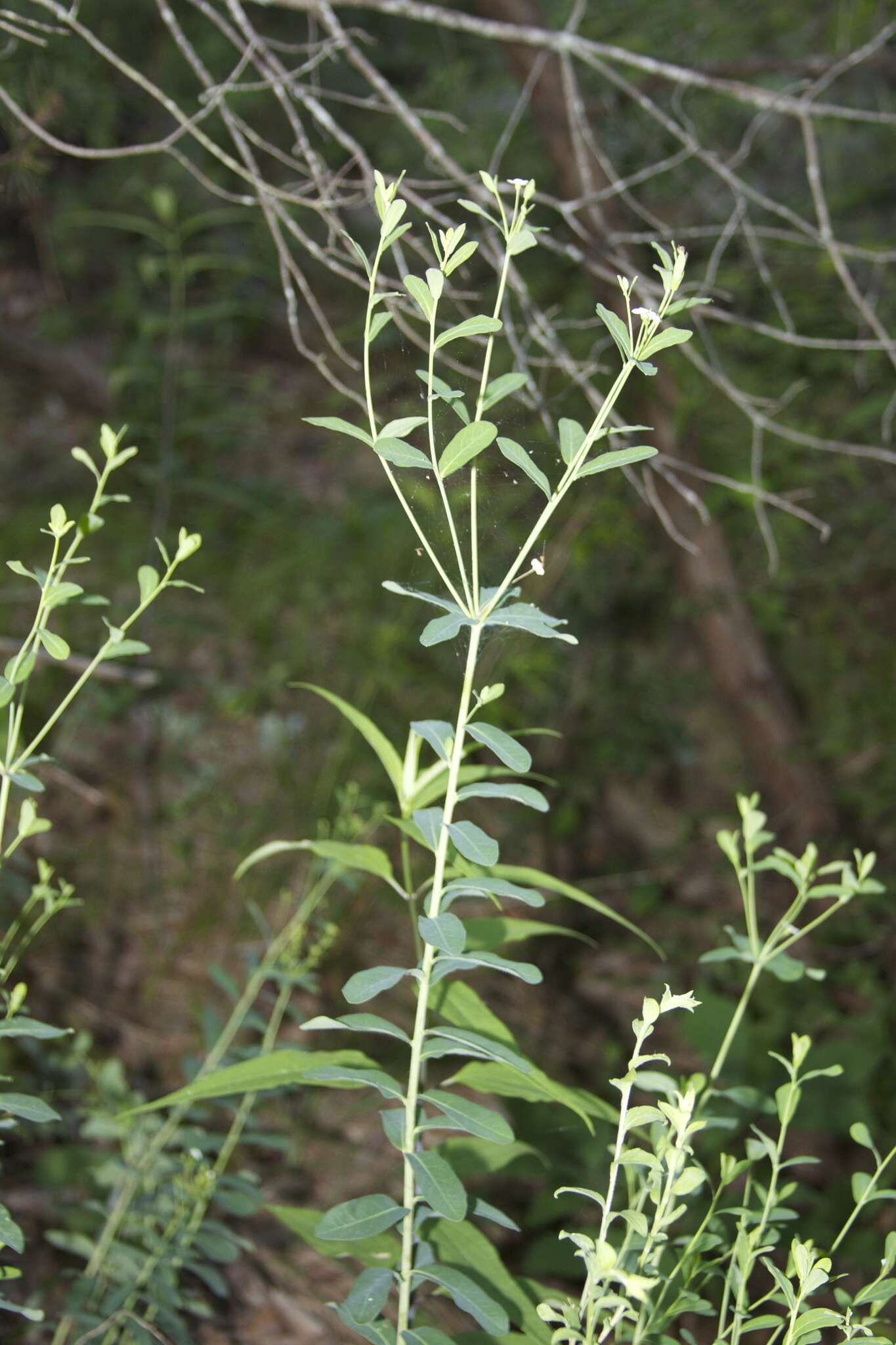 Sivun Euphorbia pubentissima Michx. kuva