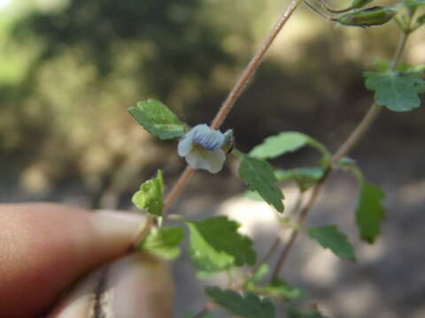 Слика од Stemodia palmeri A. Gray