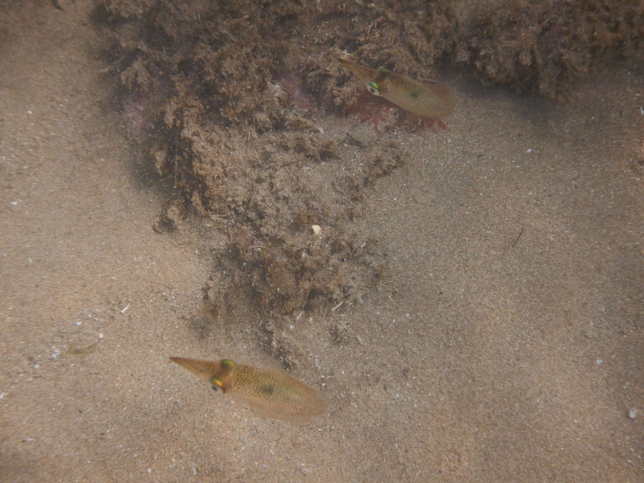 Image of Southern reef squid