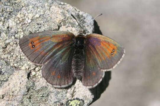 Image of De Lesse’s Brassy Ringlet